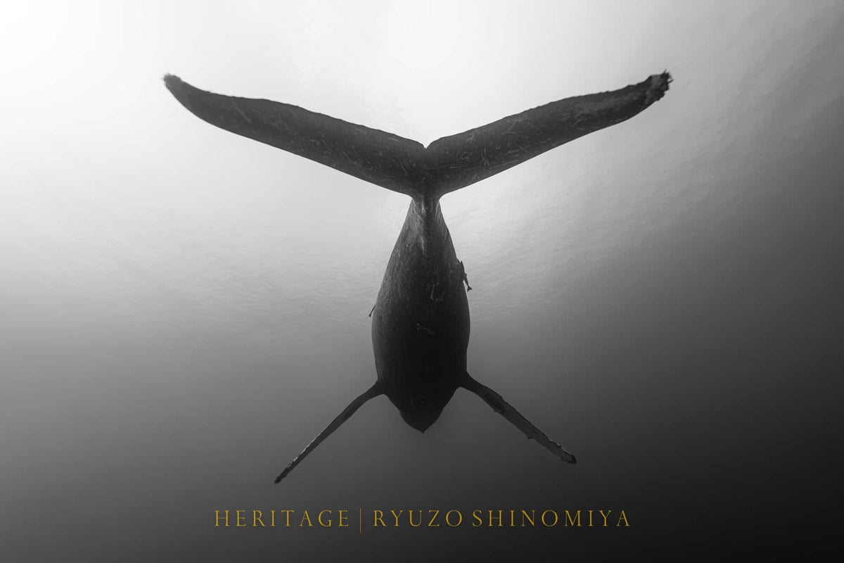 Photo Books – apnea works online store